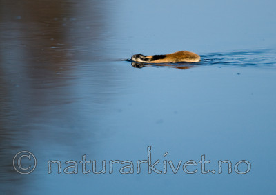 BB 11 0073 / Lemmus lemmus / Lemen